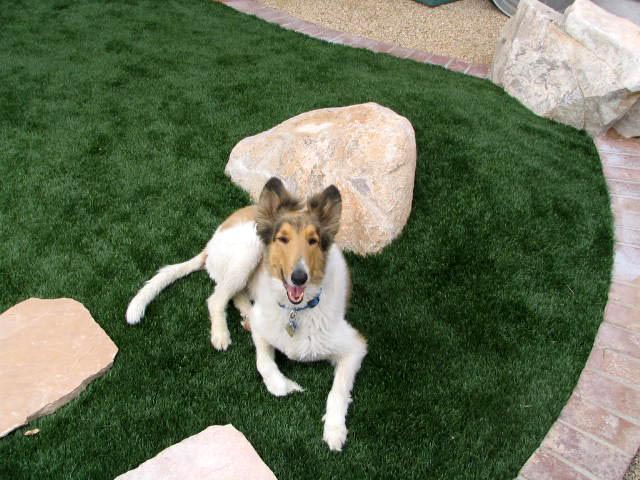 Synthetic Grass being enjoyed by a dog