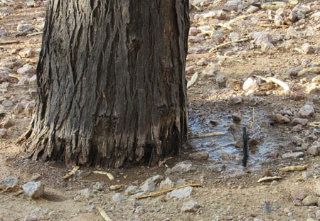 Irrigation System Installation Tree